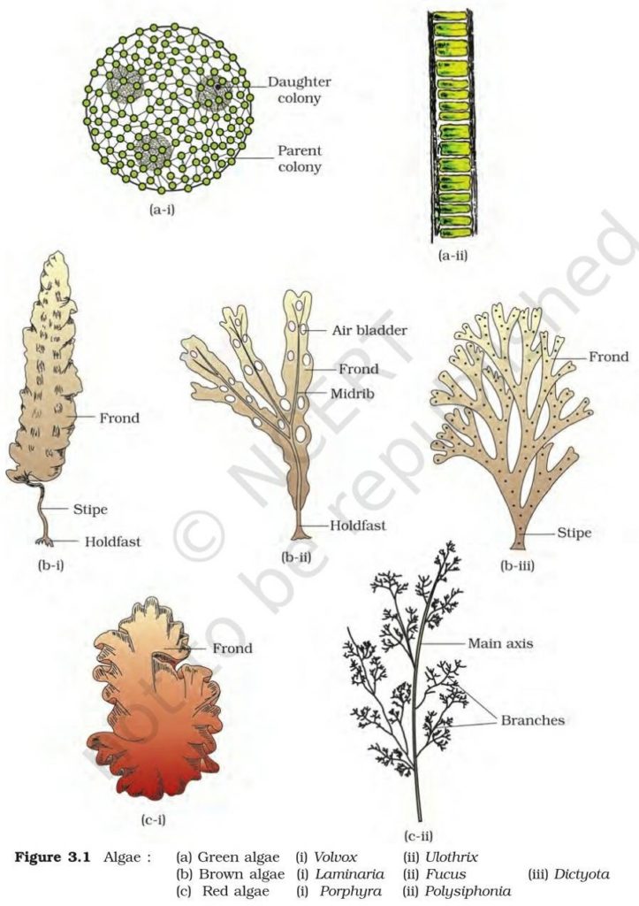 Plant Kingdom - Eklabhya Classes