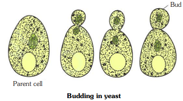 Budding in Yeast
Living World.