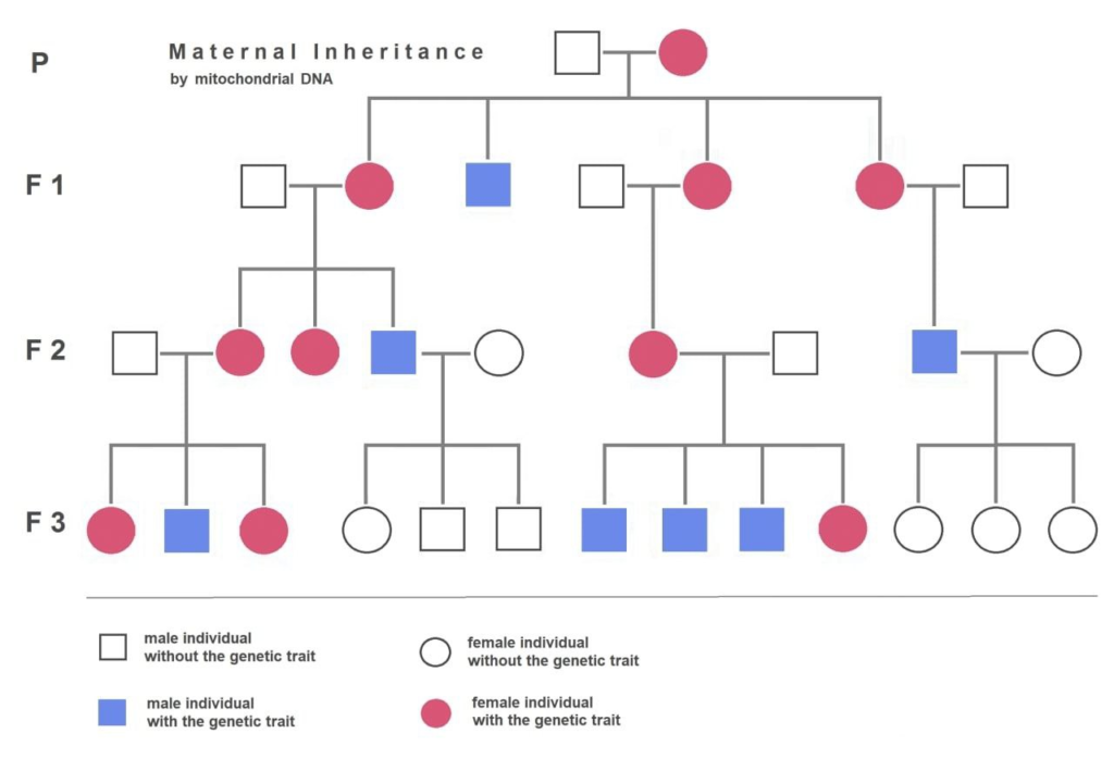 Inheritance